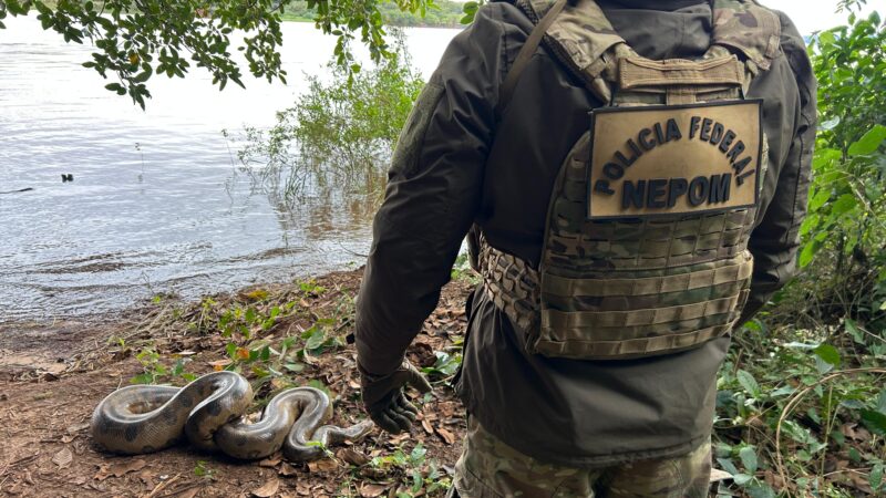 Guaíra – Equipe do NEPOM-PF participa de operação para captura e devolução de Cobra Sucuri à natureza