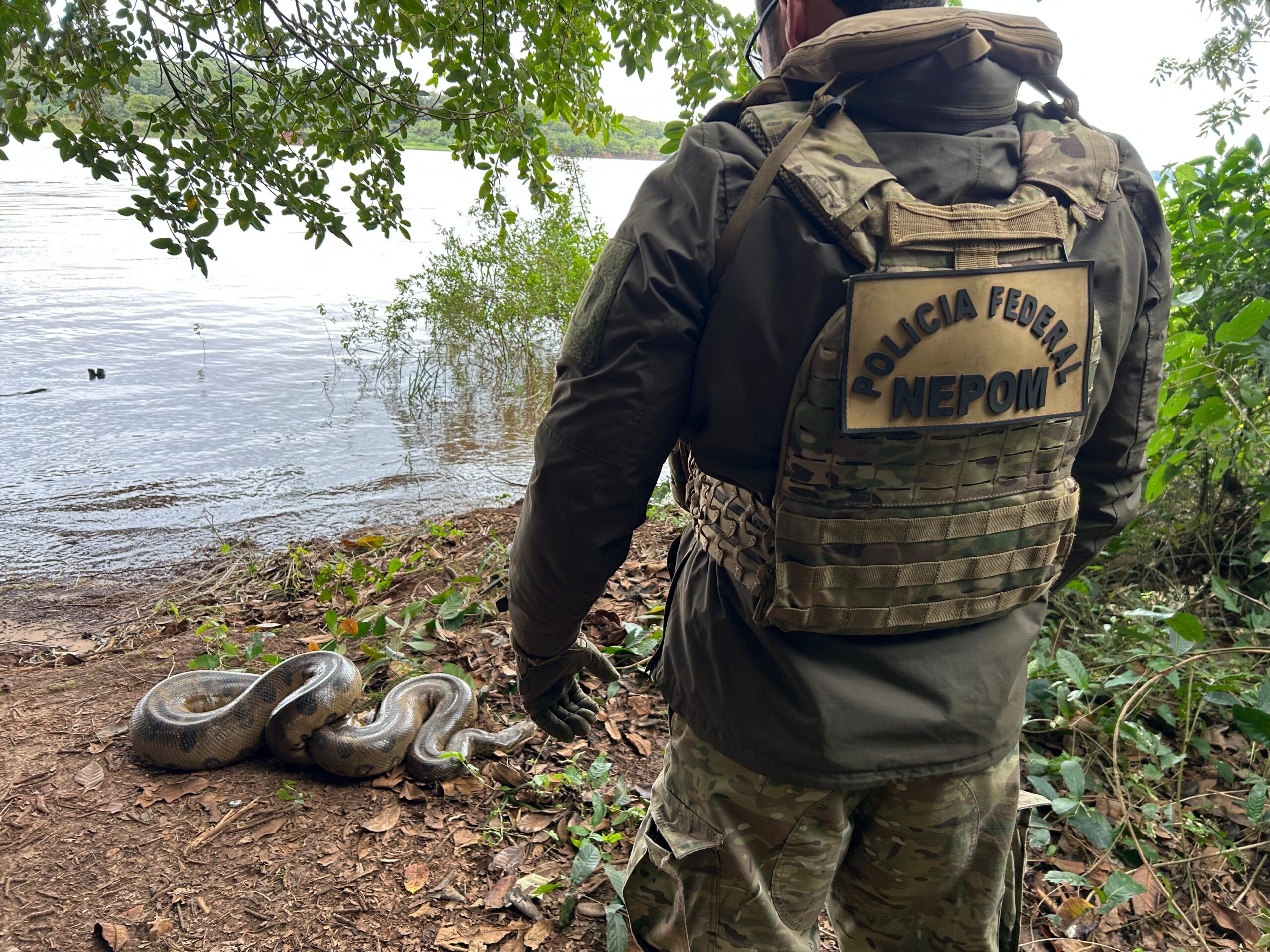 Guaíra – Equipe do NEPOM-PF participa de operação para captura e devolução de Cobra Sucuri à natureza