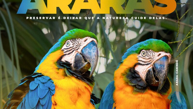 Guaíra amplia ações para proteger araras e orienta: não alimente as aves