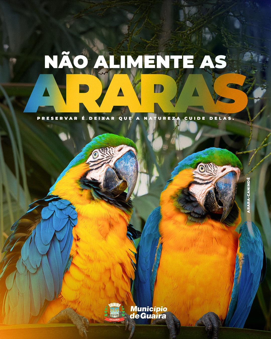 Guaíra amplia ações para proteger araras e orienta: não alimente as aves